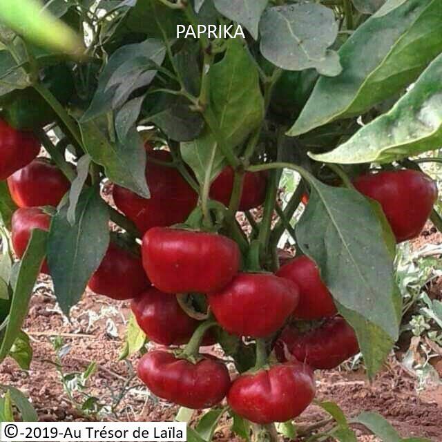 paprika1.jpg