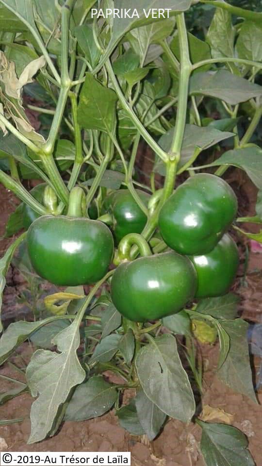 paprika5.jpg